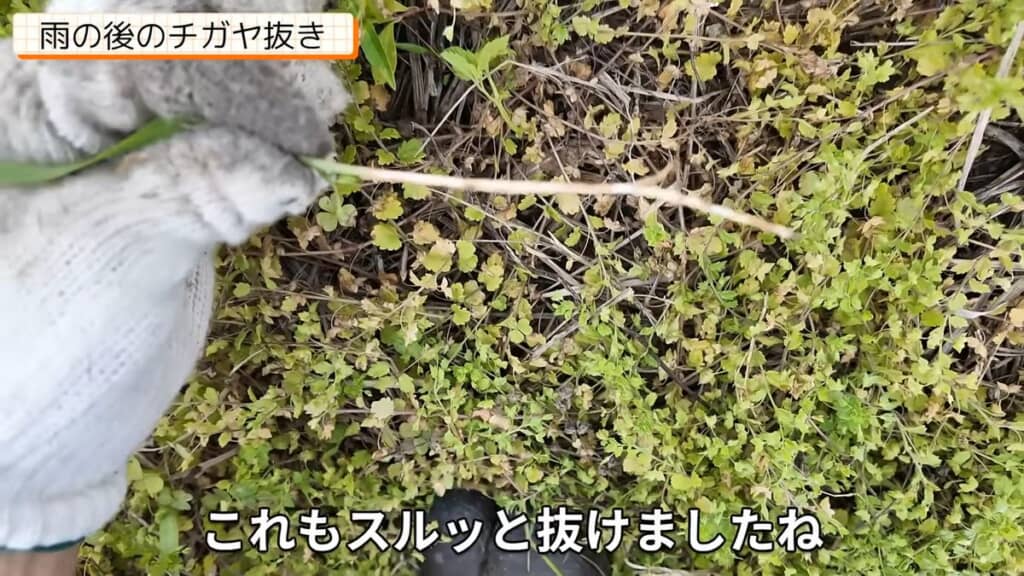 細いため簡単に引き抜けたチガヤ