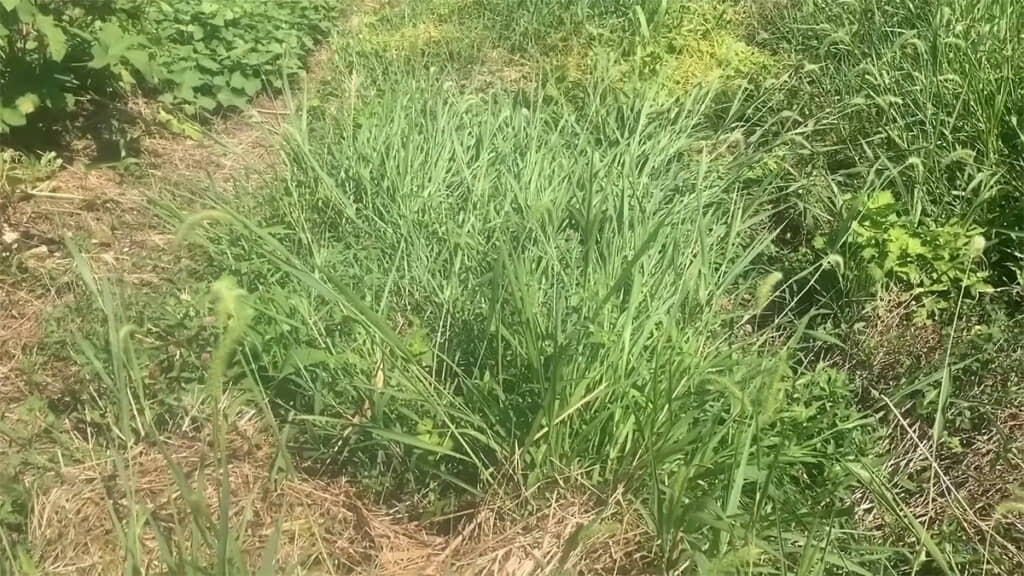 草刈りをせずに、畑の雑草を枯らしていきます