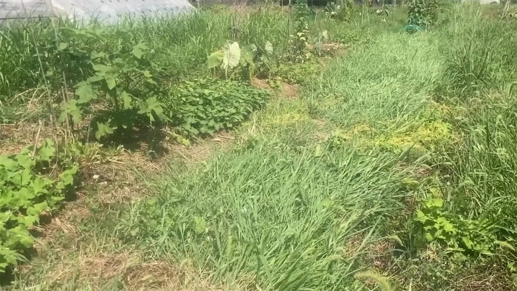 雑草を倒しました！