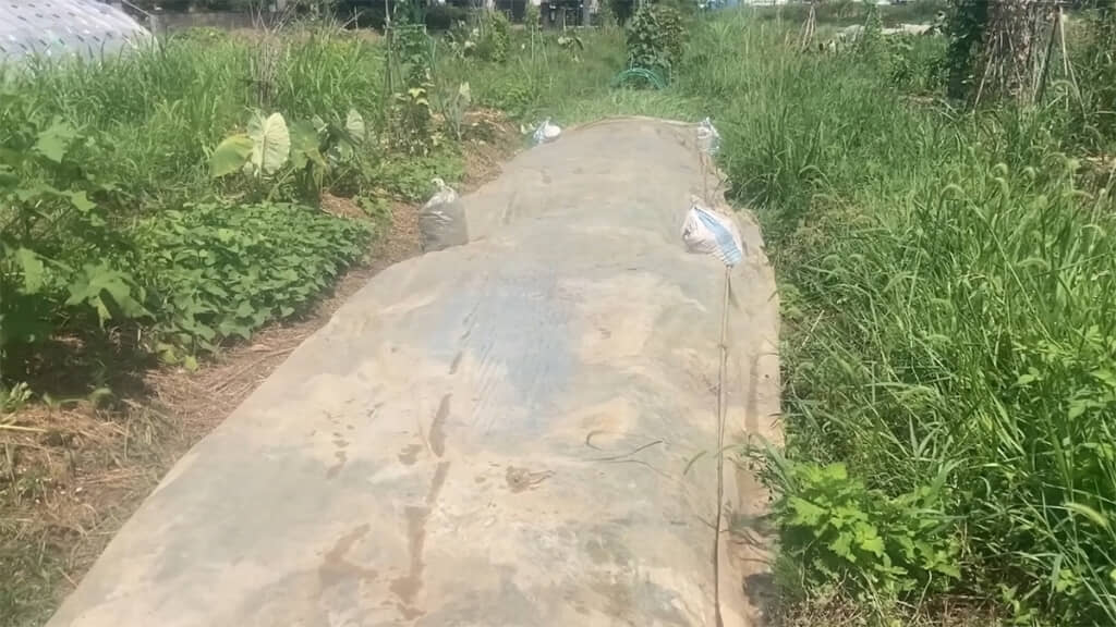 倒した雑草をビニールシートで覆い、1カ所だけトタンを仕込みました