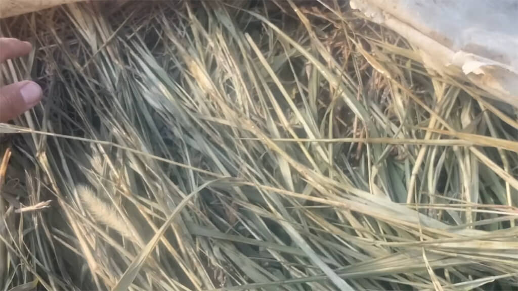 たった4時間で草が茶色くなってきました