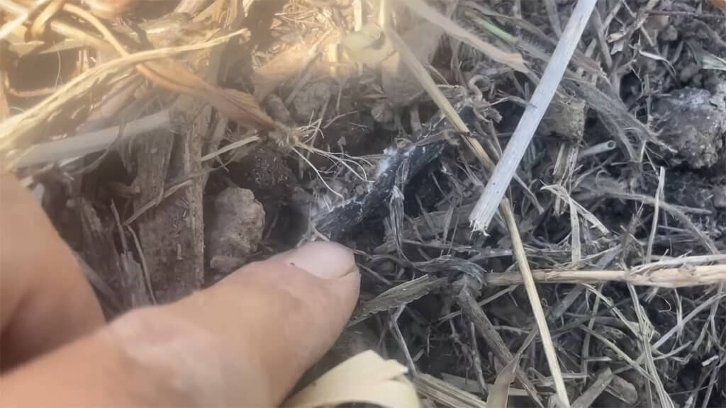 一部の地面や植物の茎には菌糸が張っていました