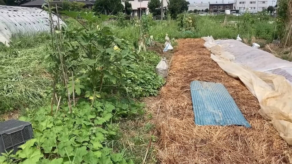 1週間後、ビニールをはがしてみます