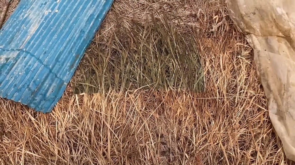 トタンの下の雑草は緑色が残っていました