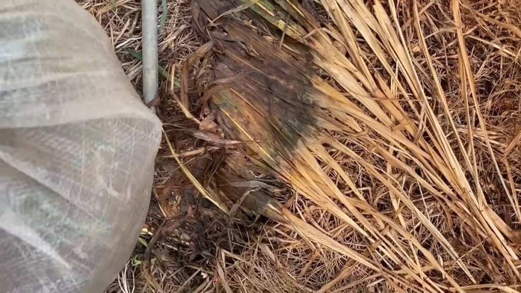 土嚢袋の下の雑草は腐敗していました