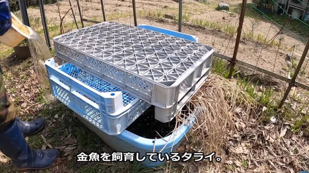 金魚を飼育しているタライ