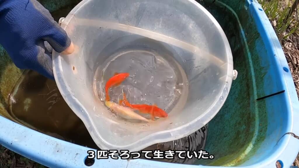 3匹は厳しい寒さを乗り越えて元気に生きていました