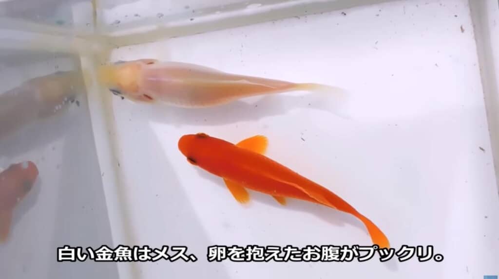 白い金魚が卵を抱えている!?