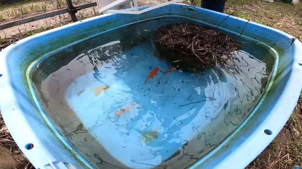 復旧したタライへ戻った金魚たち