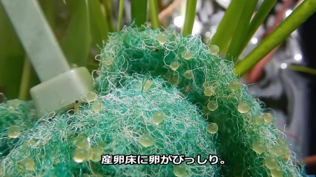 水換えから1カ月後、産卵床には卵がびっしり