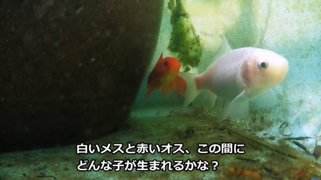 みんな仲良く暮らしています