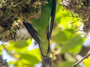 幻の鳥と言われるブルインコ