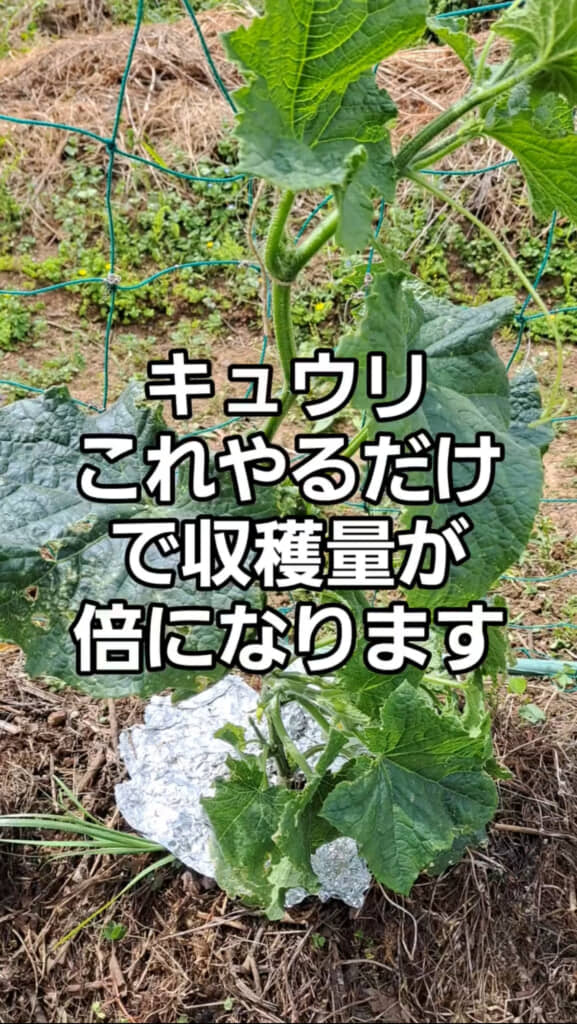 きゅうりの収穫量を倍にする方法
