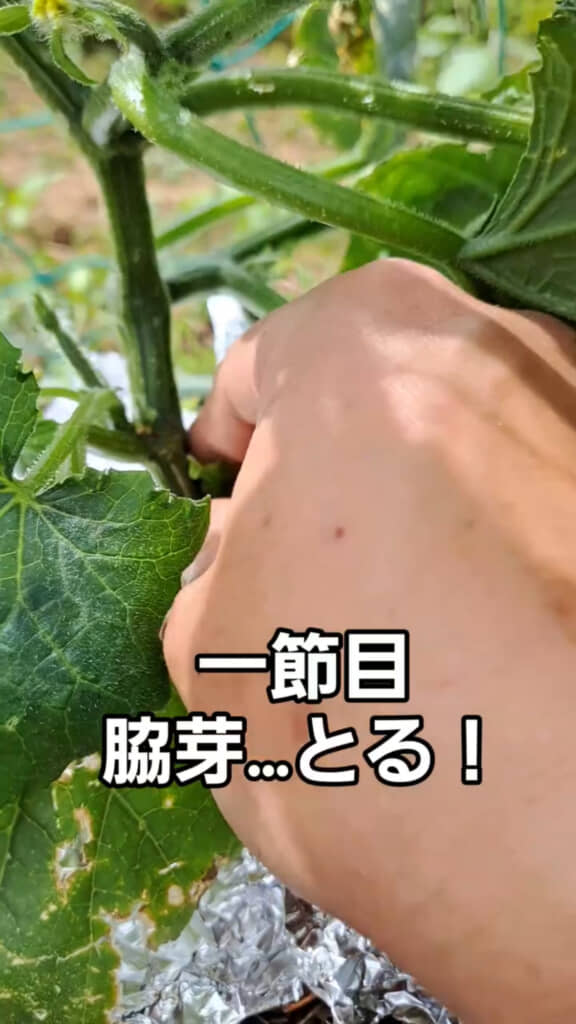 新しい芽を摘む！