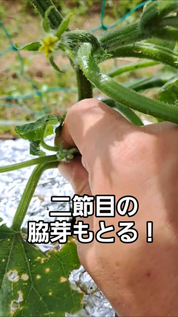 二節目も取る