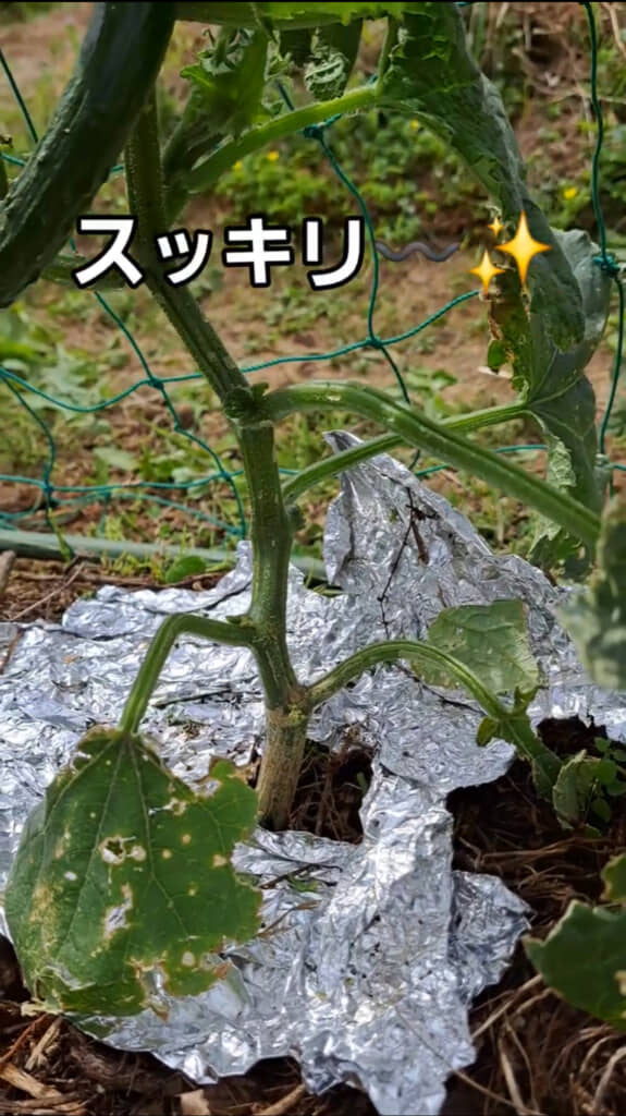 株の根元がすっきり