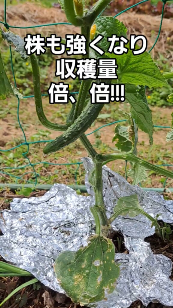 これで収穫量が増える！