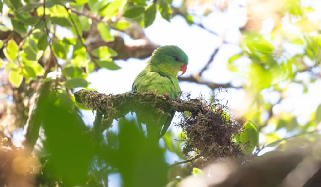ついに捉えられた幻の鳥、ブルインコ