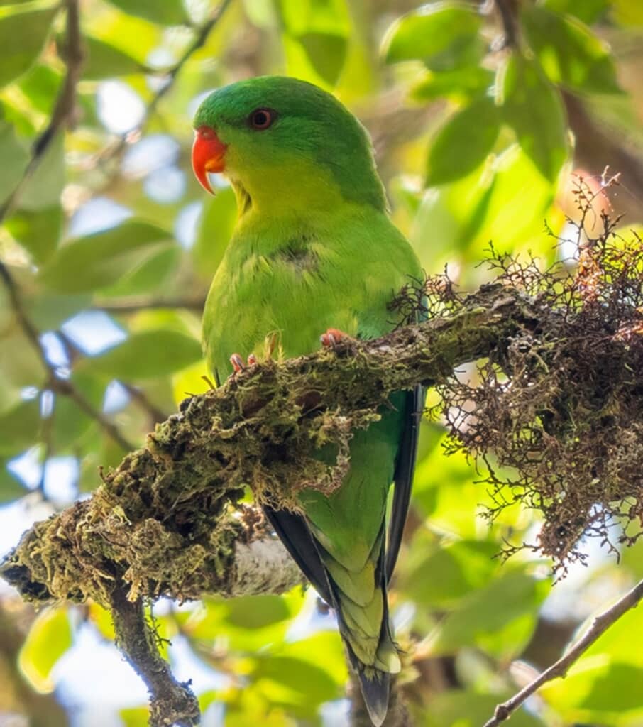 IUCNレッドリストでは「データ不足」として登録されている