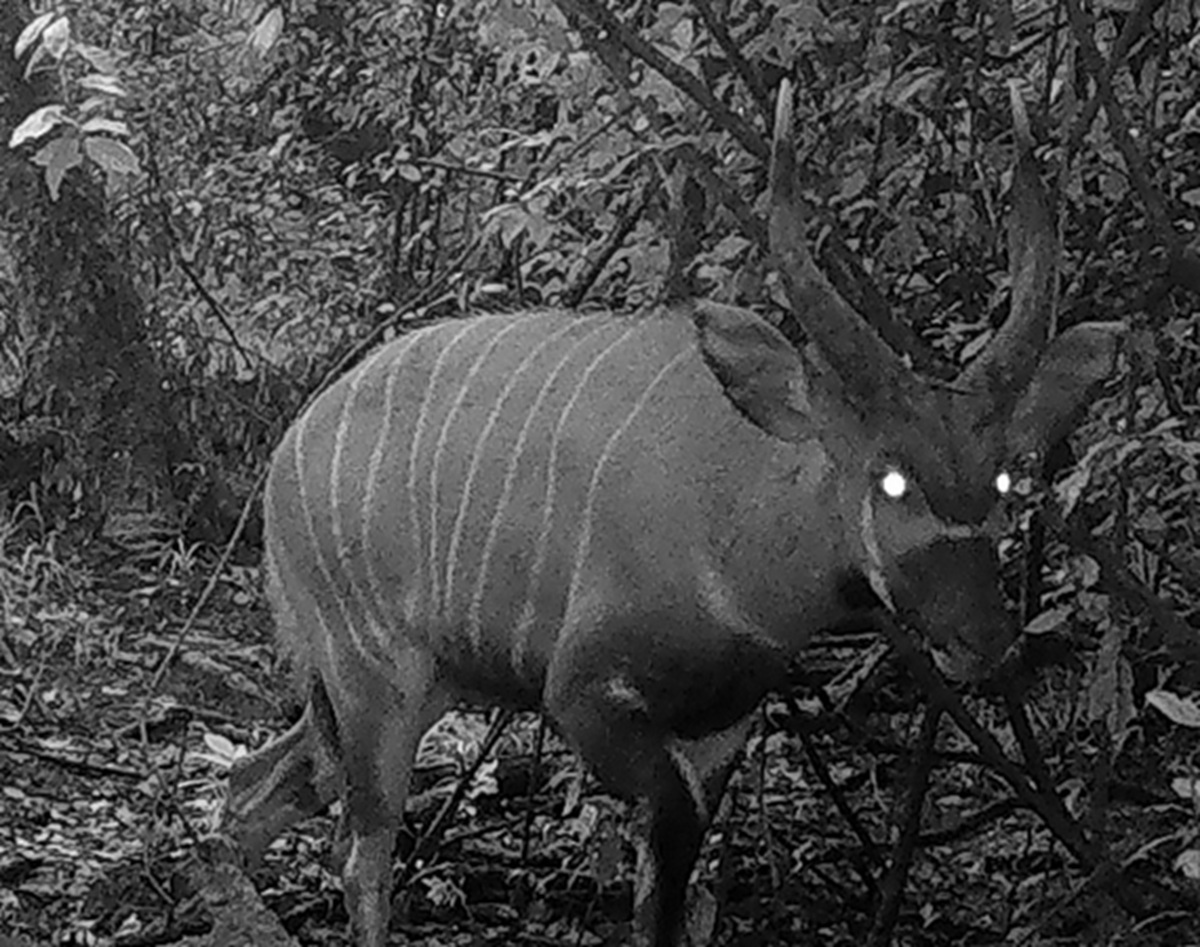 局所的に絶滅と思われた森で再発見――　ケニアで“幻のレイヨウ”見つかる【海外】 | 動物 ねとらぼ