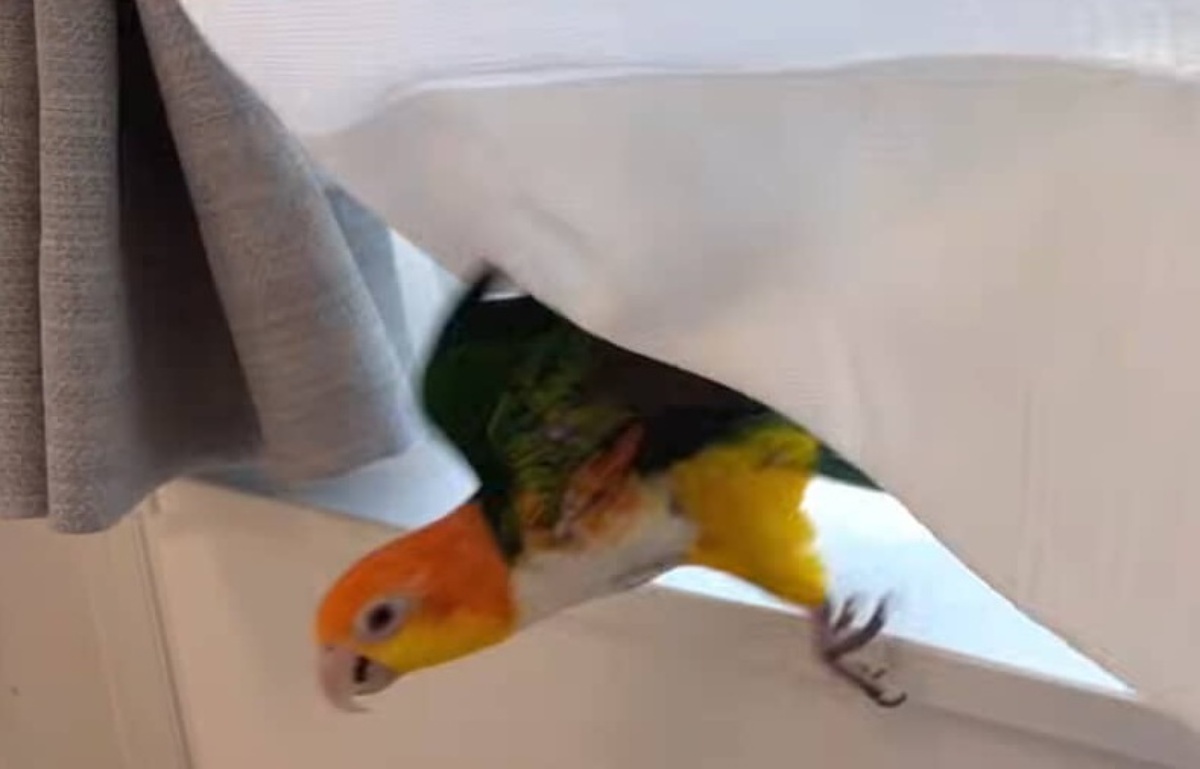 インコが突然パニックに→飼い主が窓の外を見てみたら…… 「かなりの恐怖」驚愕の光景に「人間もビックリしますよ」(1/3) | その他生き物 ねとらぼ