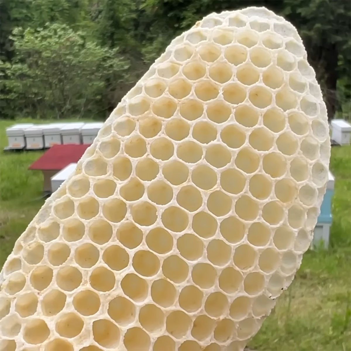 ミツバチが作った巣→鍋でコトコト煮詰めたら……　信じられない完成品に「驚きました」「知らなかった」（1/3） | その他生き物 ねとらぼ