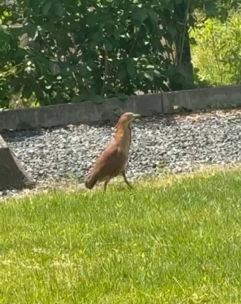 庭に謎の鳥が登場