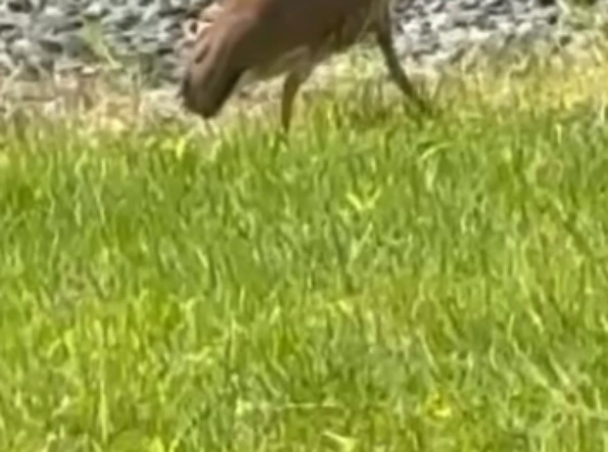 妻「庭に見たことないのいる！」→突然現れたのは……　目を疑う光景に「うそ！？！？」「動物園でしか見た事ない」（1/3） | ライフスタイル ねとらぼ