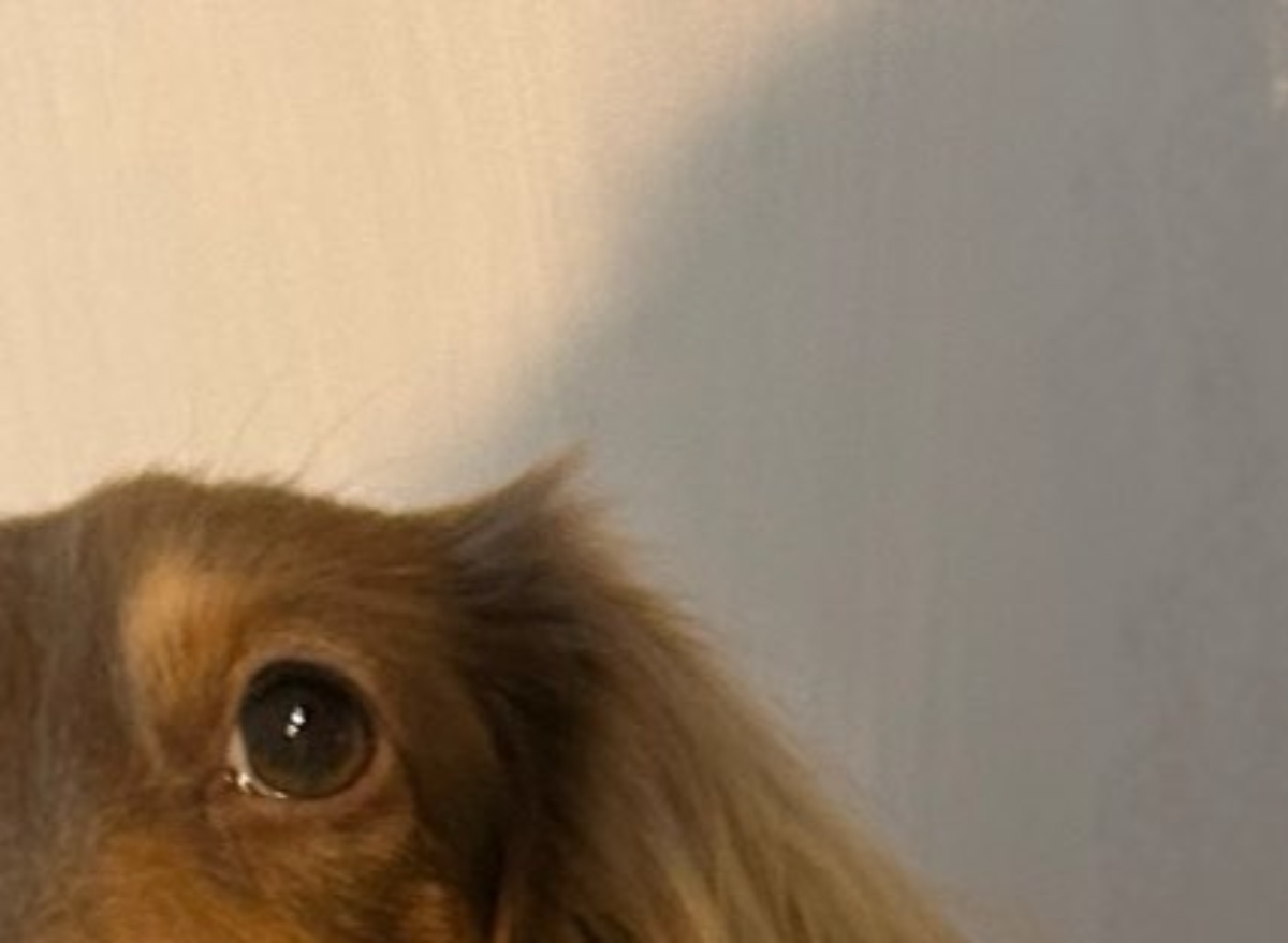 ダイソーで買ったペット用ベッド→愛犬を寝かせたら……「うわああああ」　まさかの光景が109万表示「ダイソーに急げ!!!」「ほしいほしいほしい！」（1/2） | 犬 ねとらぼ