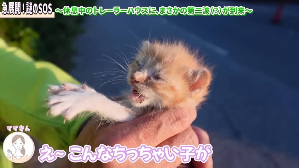 竹藪の中に横たわる子猫を保護した坂上忍
