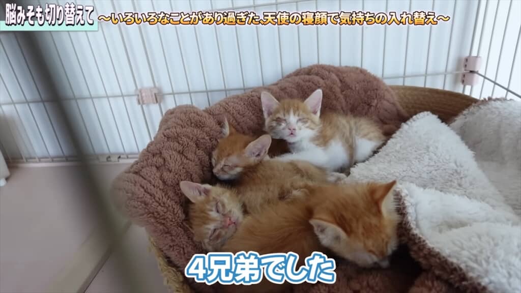 坂上忍が保護した目が開かない4匹の子猫