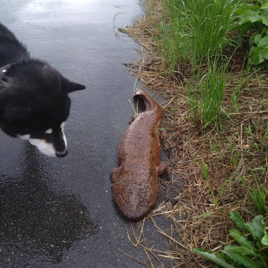 散歩中に遭遇したオオサンショウウオと不思議そうに見つめる柴犬