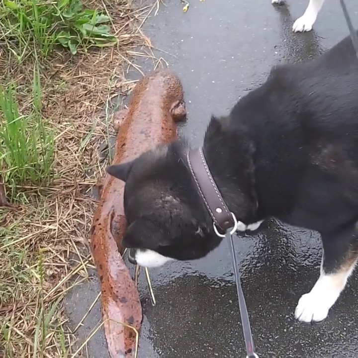 オオサンショウウオと不思議そうに臭いをかぐ柴犬