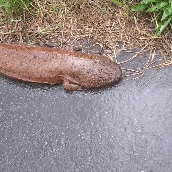 川が増水したため上陸してきたと思われるオオサンショウウオ