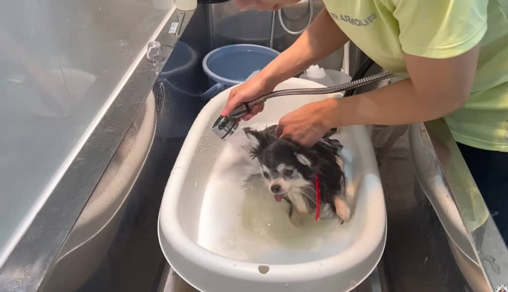 首回りはビクッとして立ち上がります