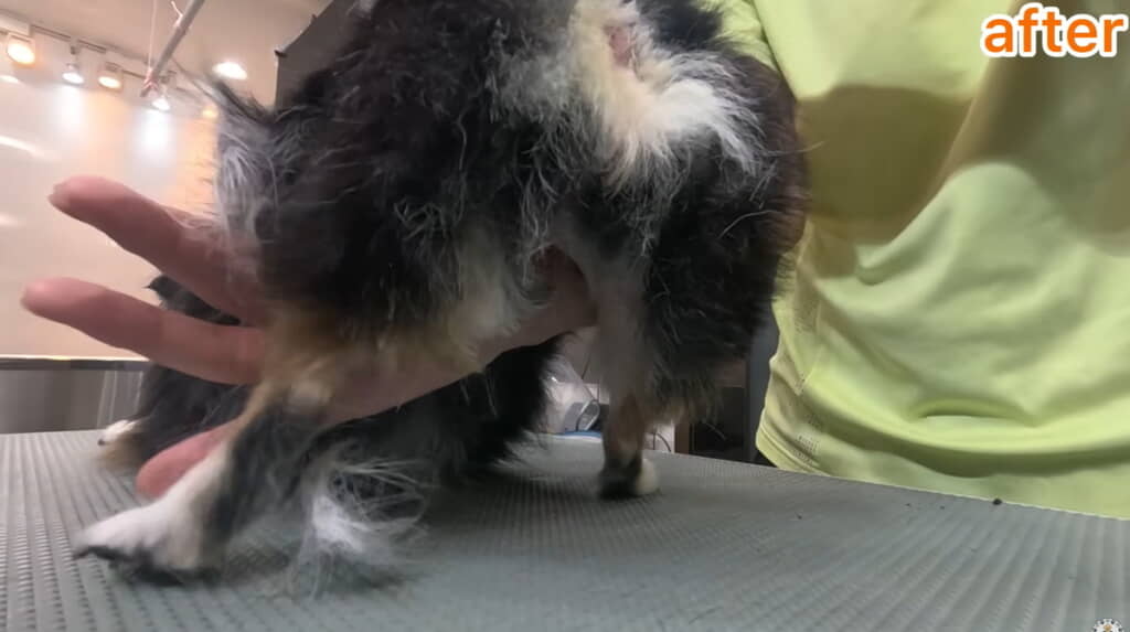 お尻も毛玉が取れてこんなにすっきり!!!!（アフター）