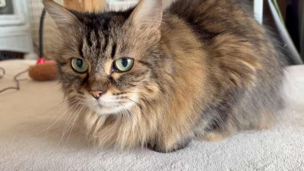 投稿者と一緒に暮らしている最年長の猫