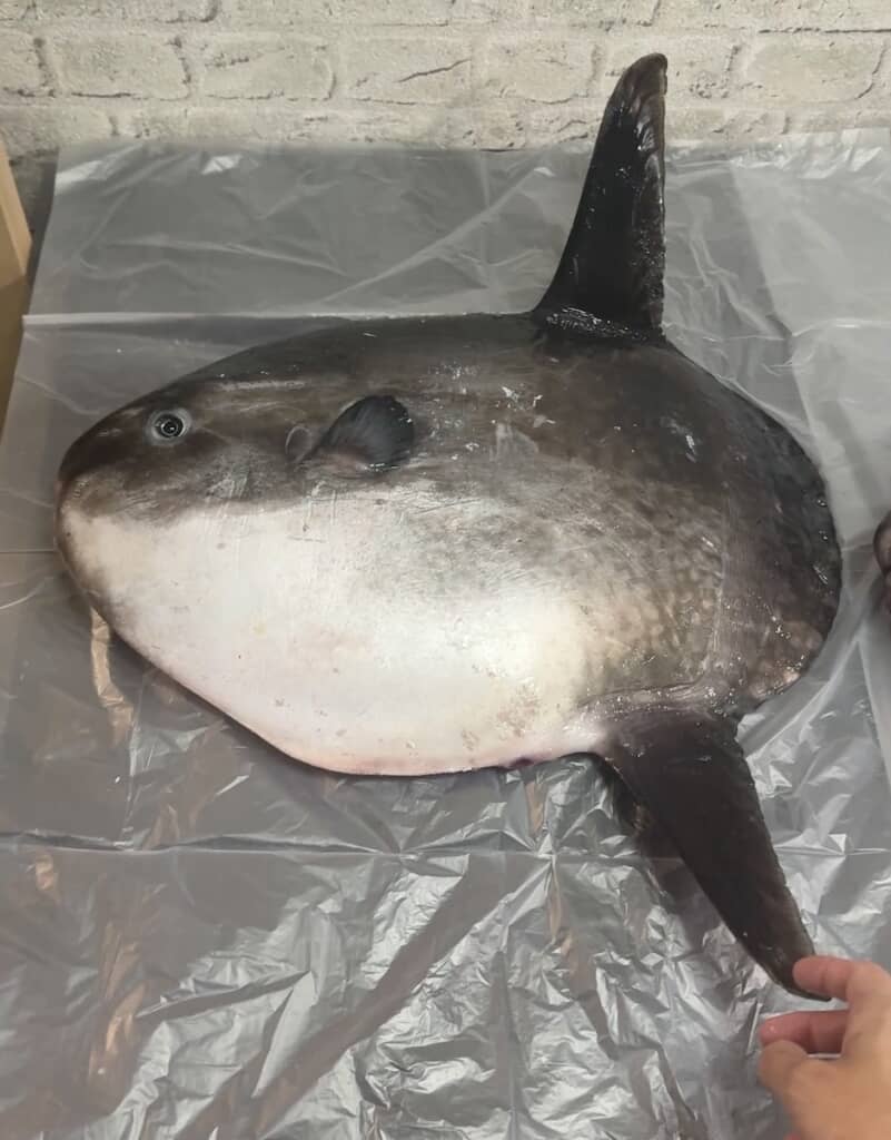 まんまるな体が特徴のマンボウ
