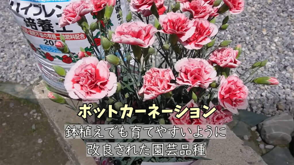 ポットカーネーションを長く楽しむコツとは……？