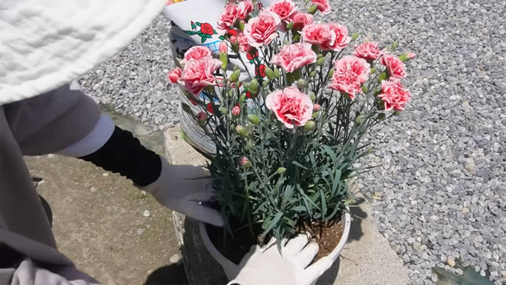 土と根を軽くほぐしてから植え替えます