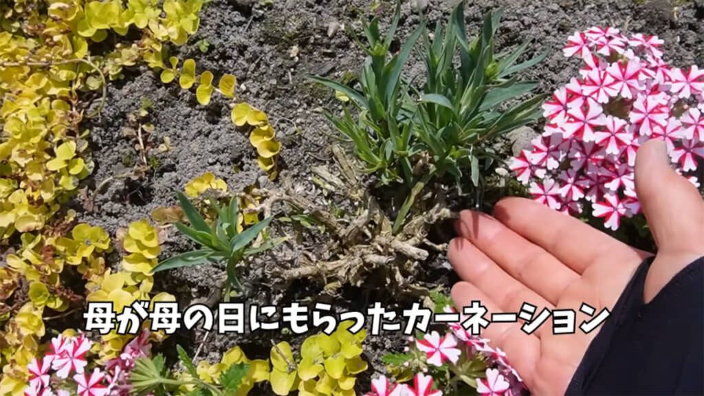 ２年前にいきなり地植えしたポットカーネーション