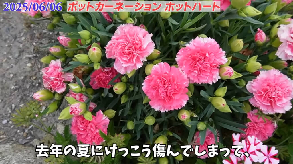 昨年は美しく咲いてくれました
