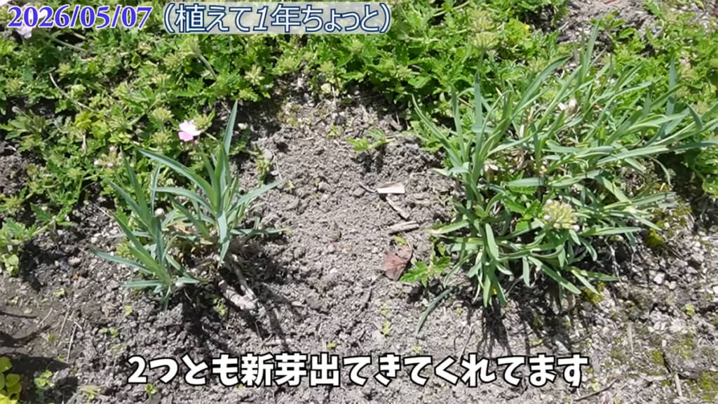 昨年地植えしたスプレーカーネーション、しっかり根付いているようです