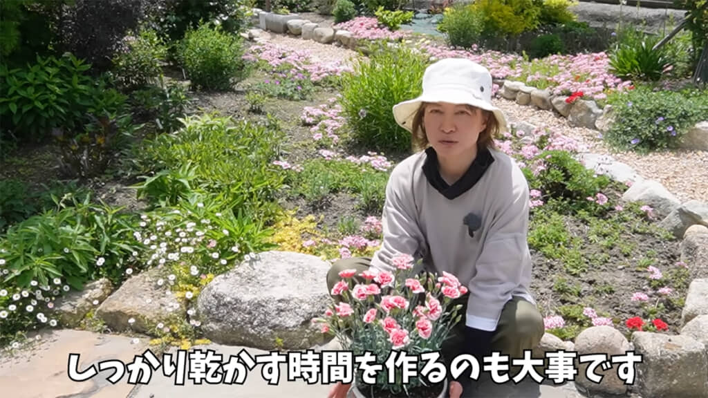 カーネーションには「しっかり乾かす時間を作る」ことが大切です