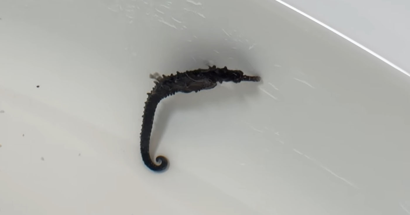 スーパーで見つけた“タツノオトシゴ”→連れ帰って水槽で育てたら……　3週間後の姿に「ガリガリだったんだな」「根気と愛がすごい」（1/3） | その他生き物 ねとらぼ