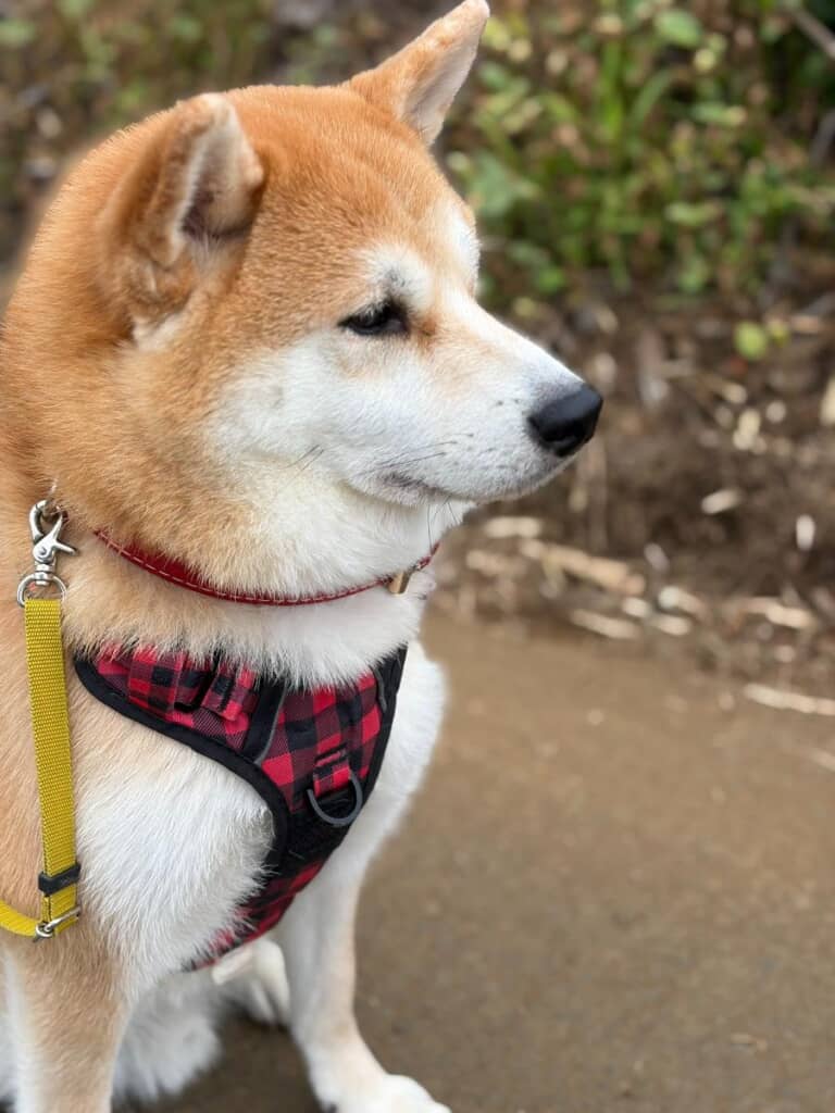 真剣な表情の福ちゃん