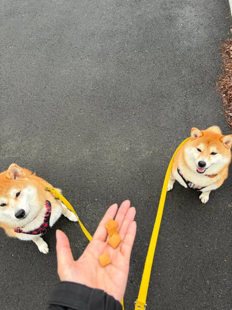 2匹の大好物
