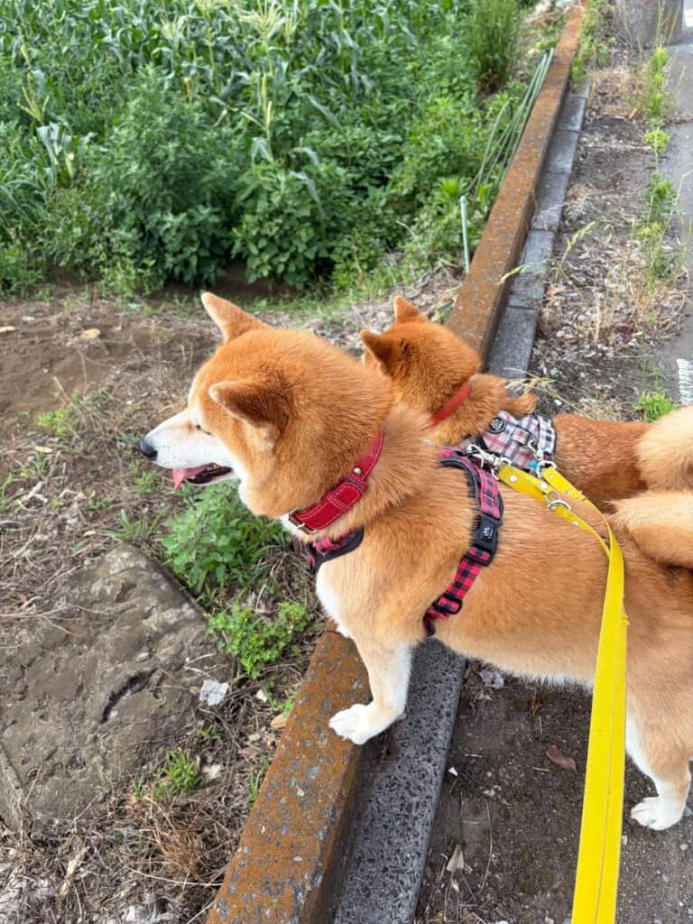 畑を点検中