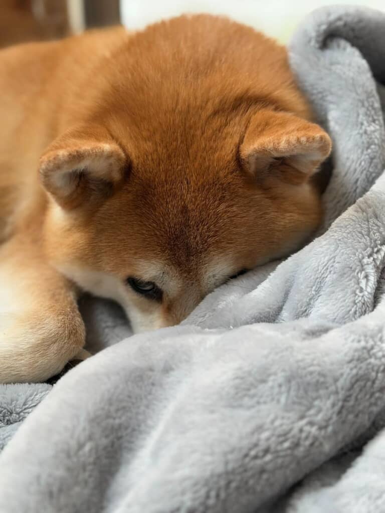 お気に入りの新しい毛布