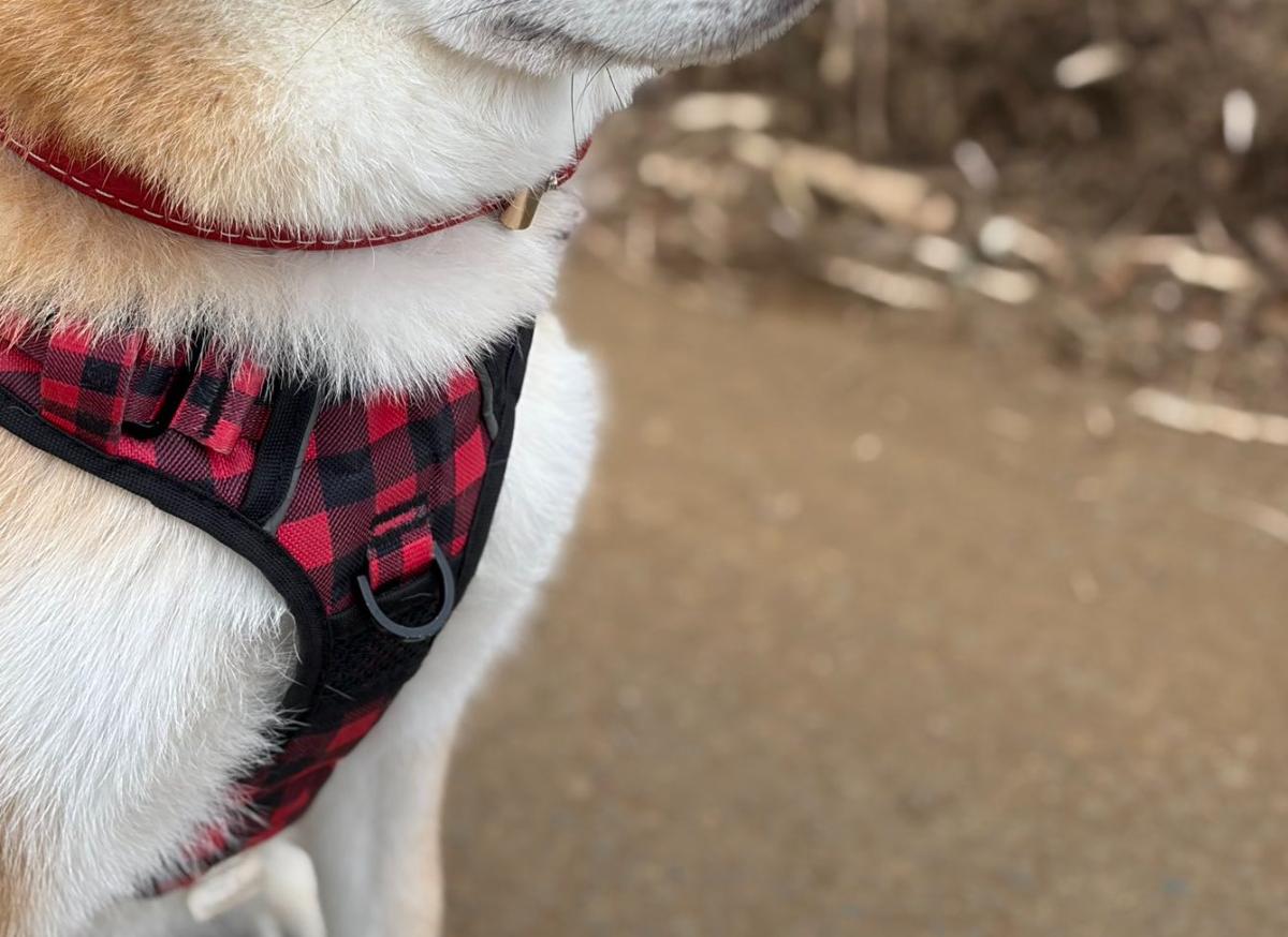 散歩中、通行人に「かわいい」と言われたい柴犬→顔を見ると……　胸がギュッとなる姿に「分かってるんだよなぁ」「モフモフしたい」（1/3） | 犬 ねとらぼ